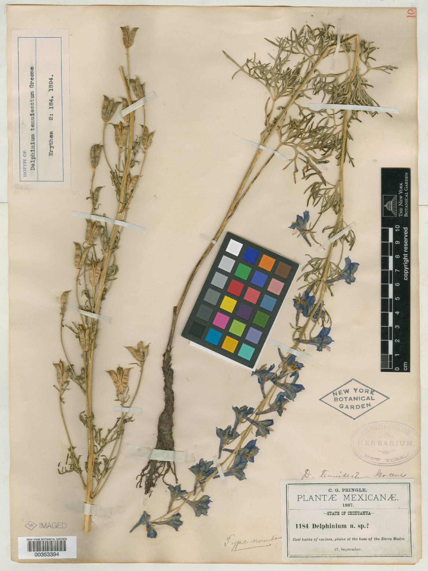 Delphinium tenuisectum image