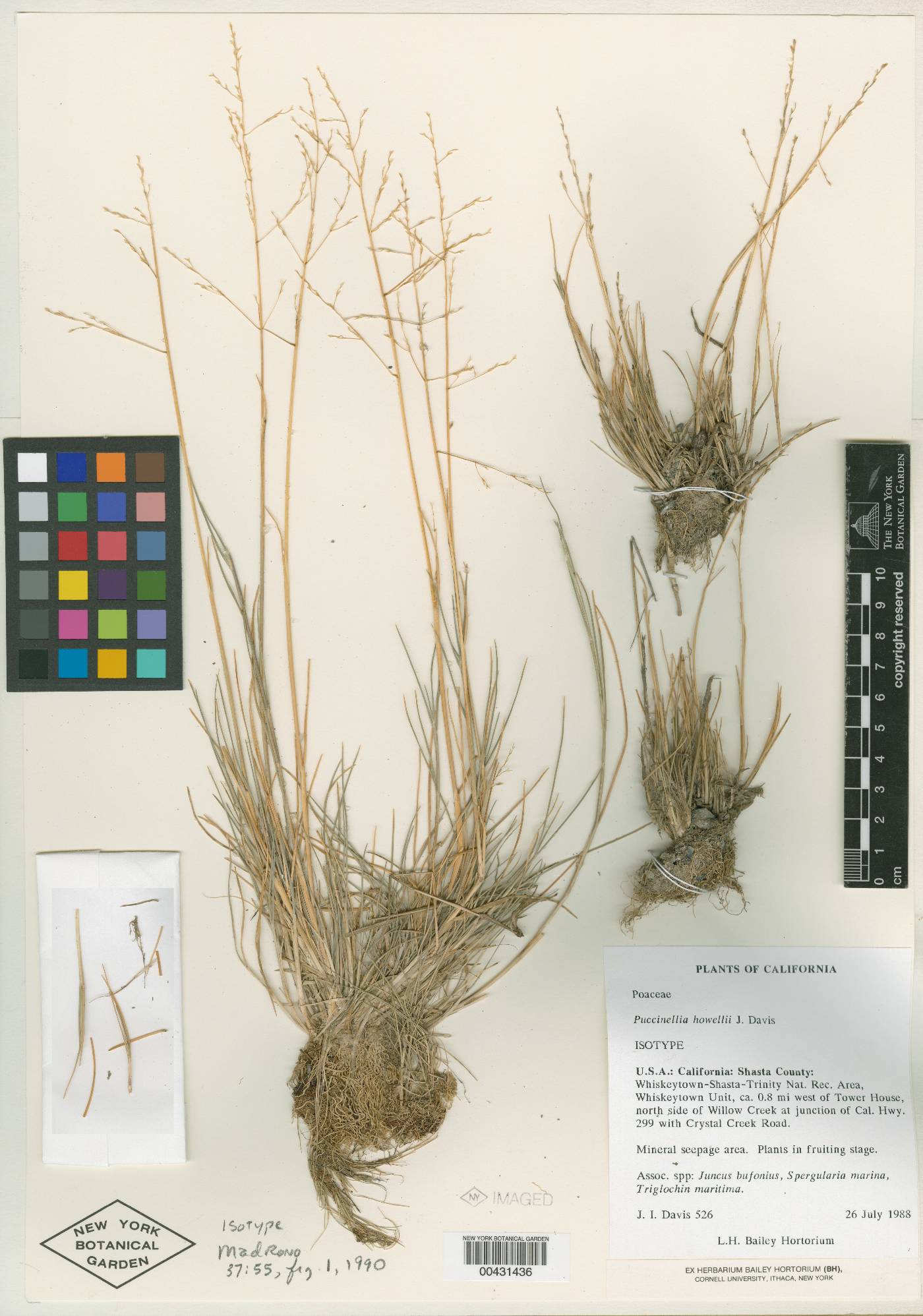 Puccinellia howellii image
