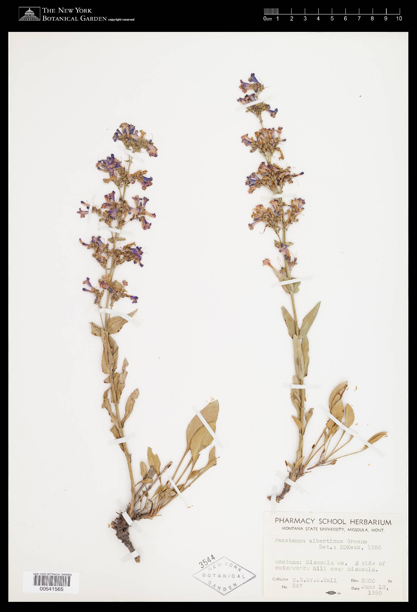 Penstemon albertinus image
