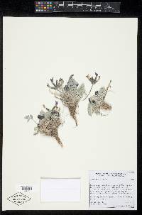 Astragalus newberryi image