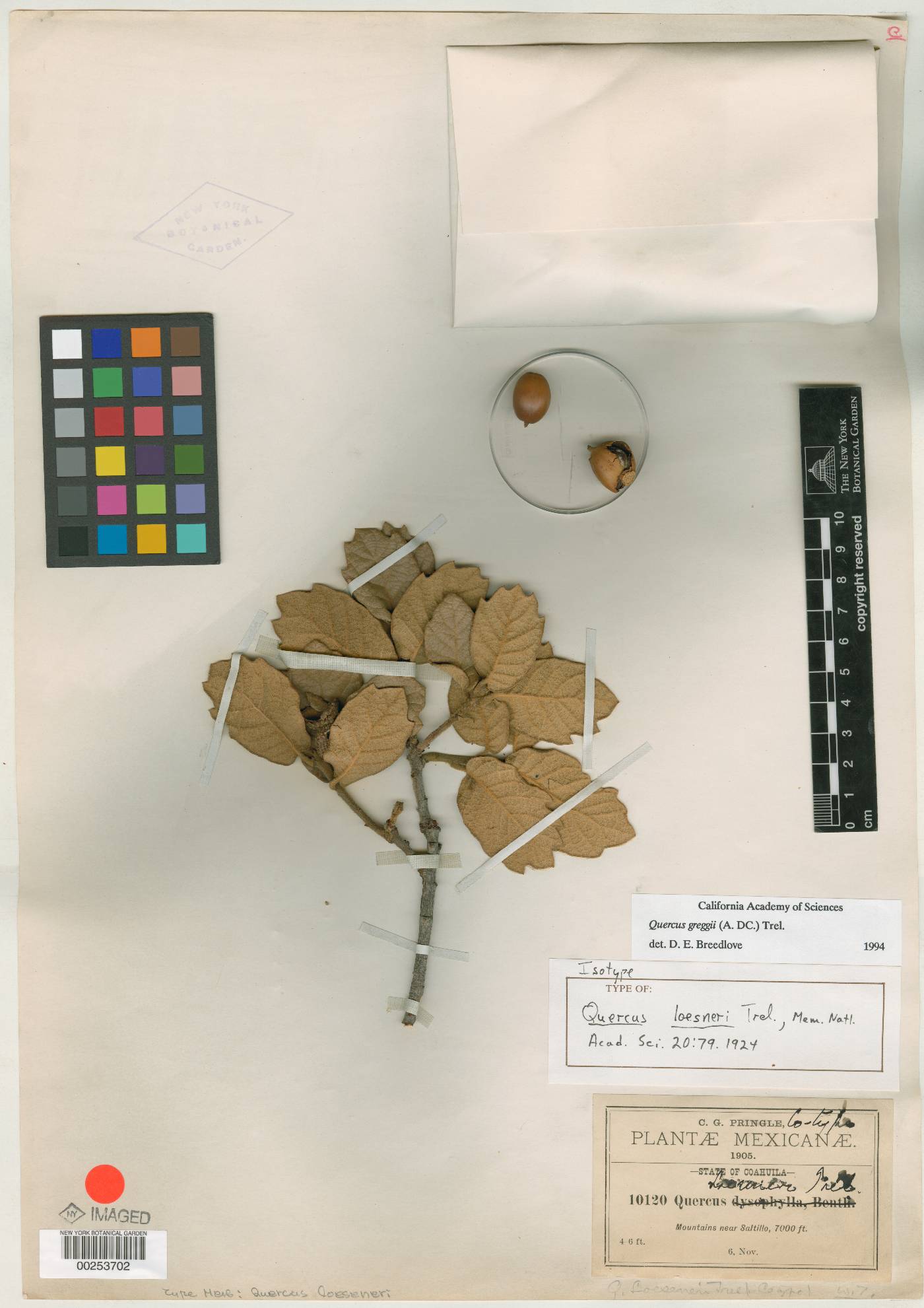 Quercus loeseneri image