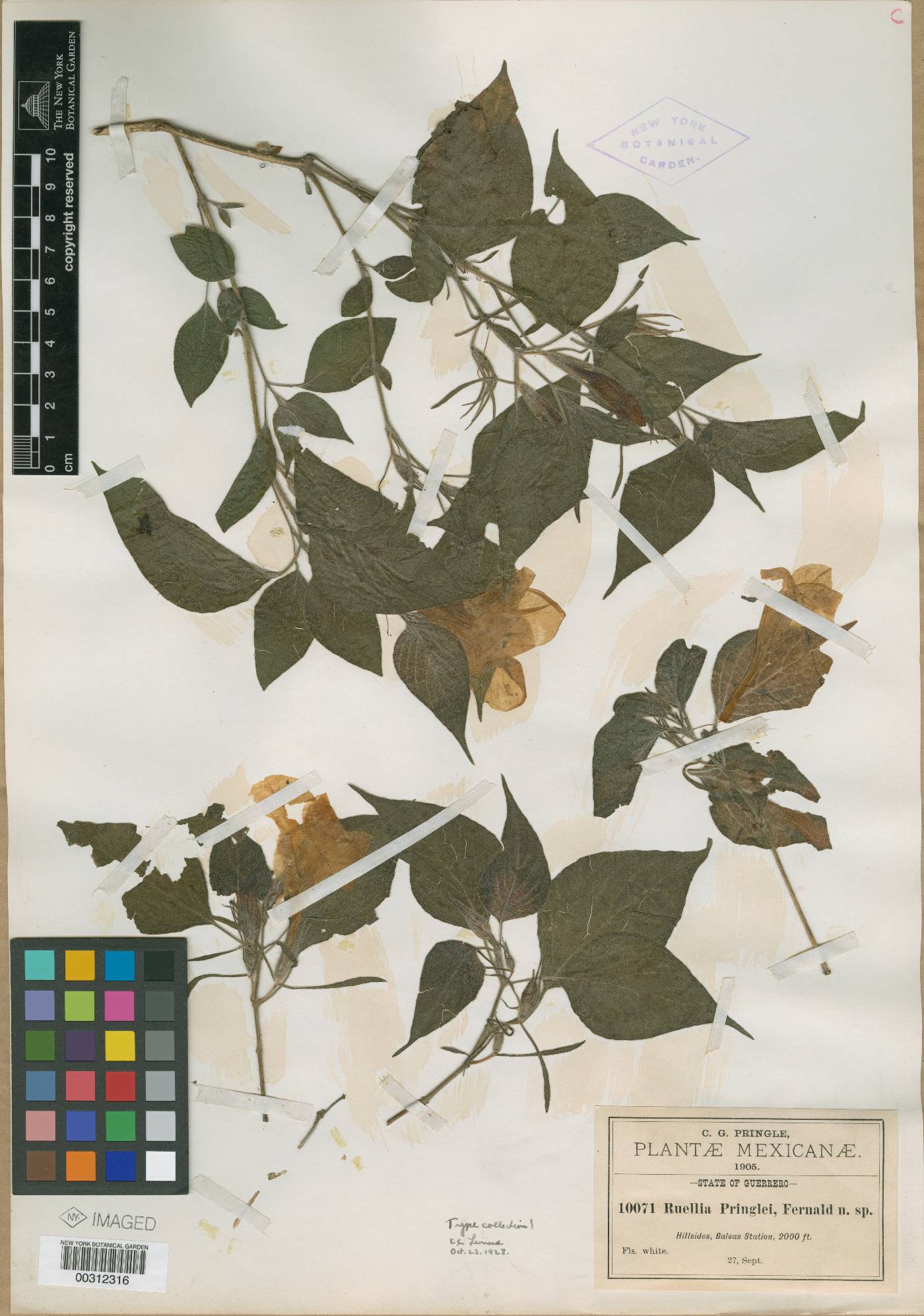 Ruellia pringlei image