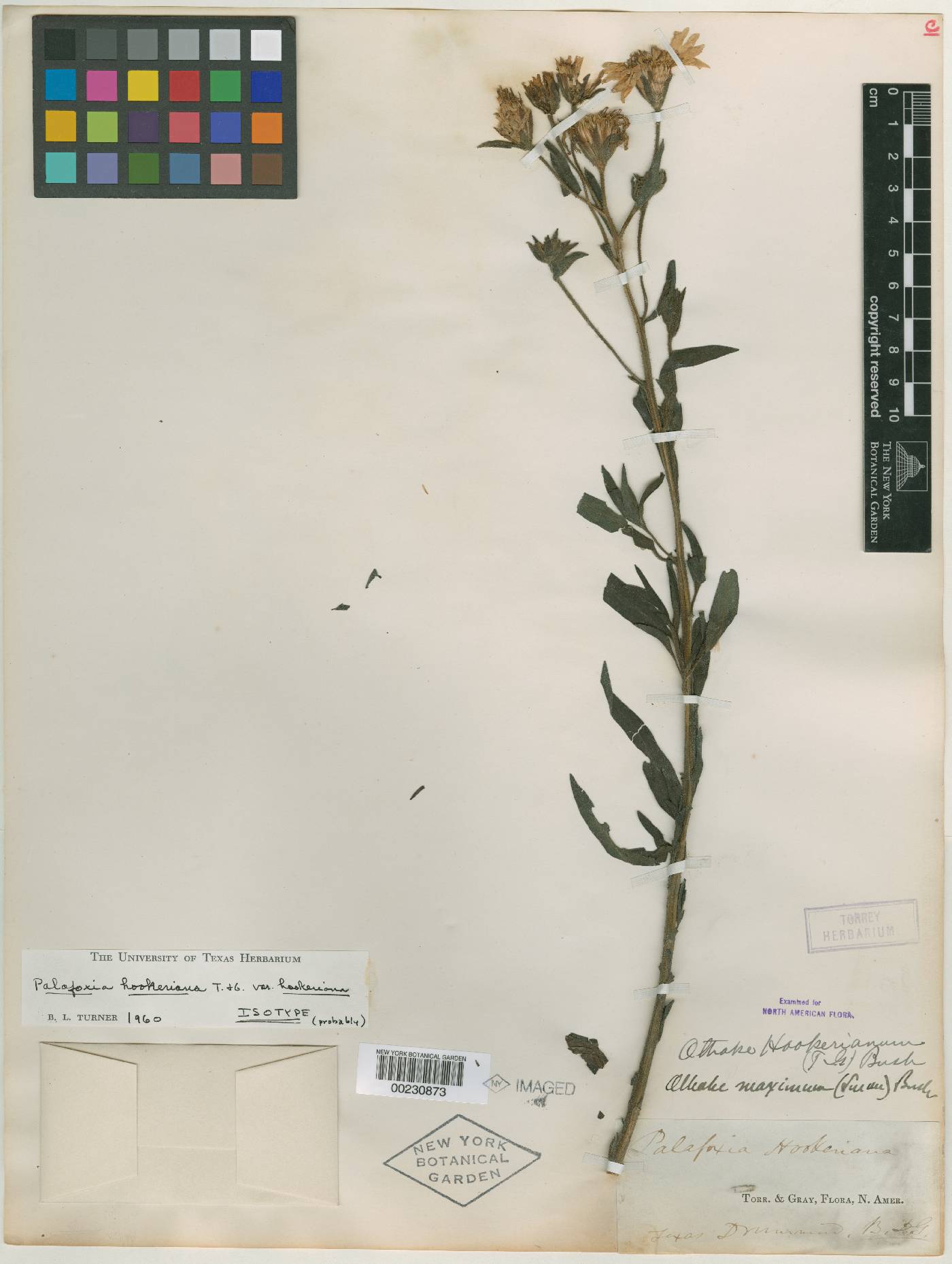 Palafoxia hookeriana var. hookeriana image