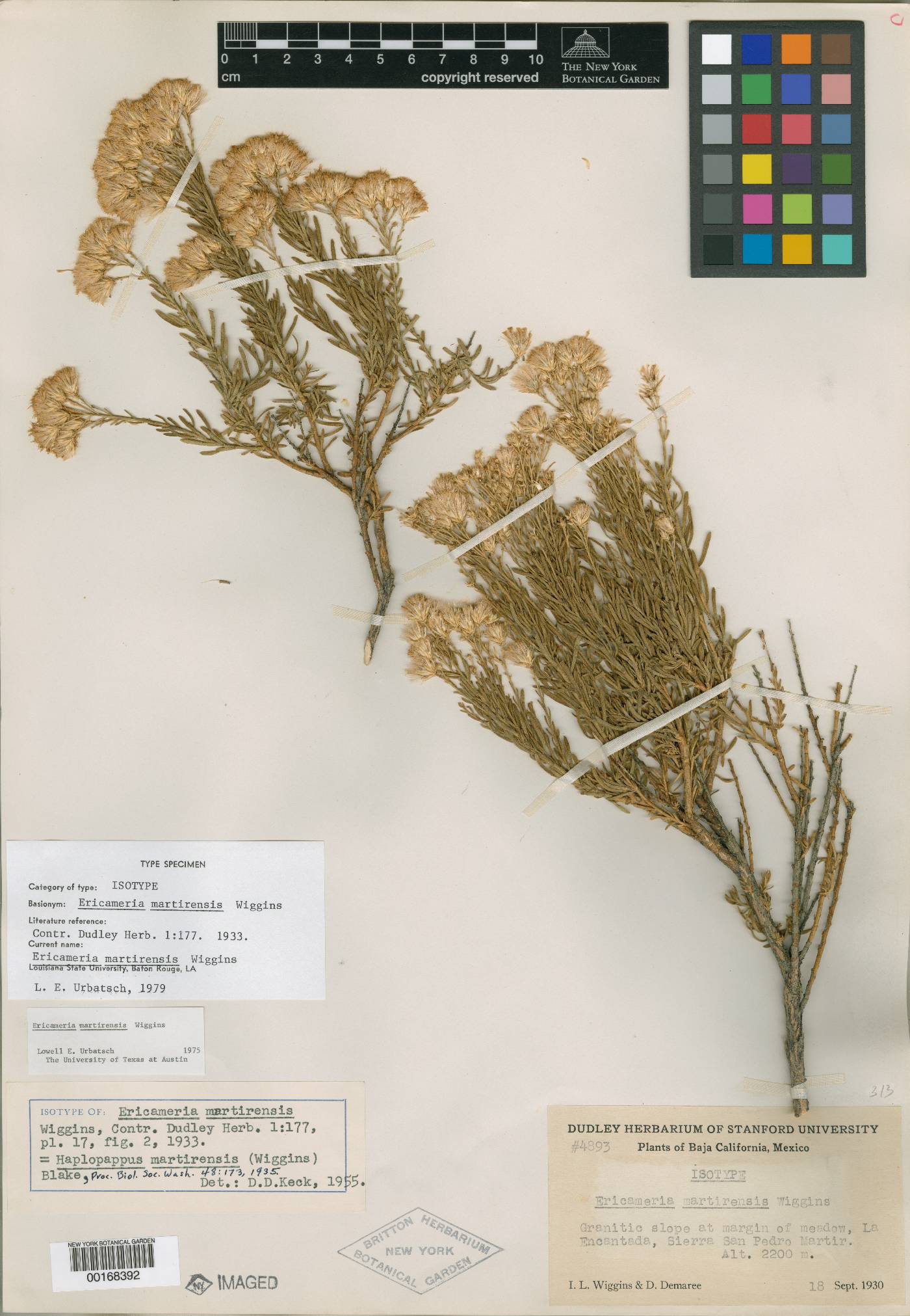 Ericameria martirensis image