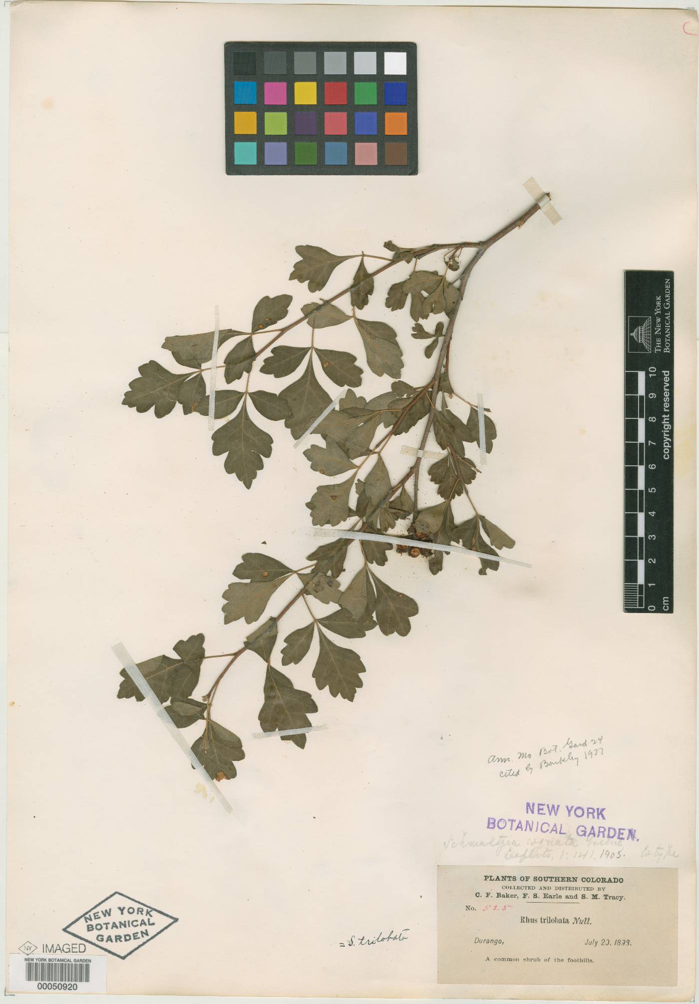 Schmaltzia cognata image