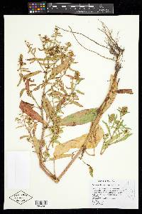 Rumex fueginus image