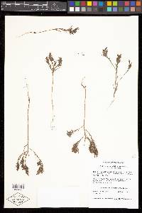 Orthocarpus holmgreniorum image