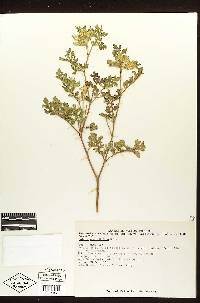 Solanum angustifolium image