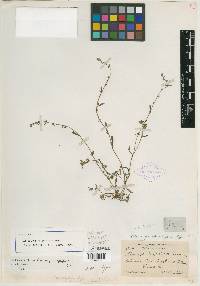 Allocarya spiculifera image