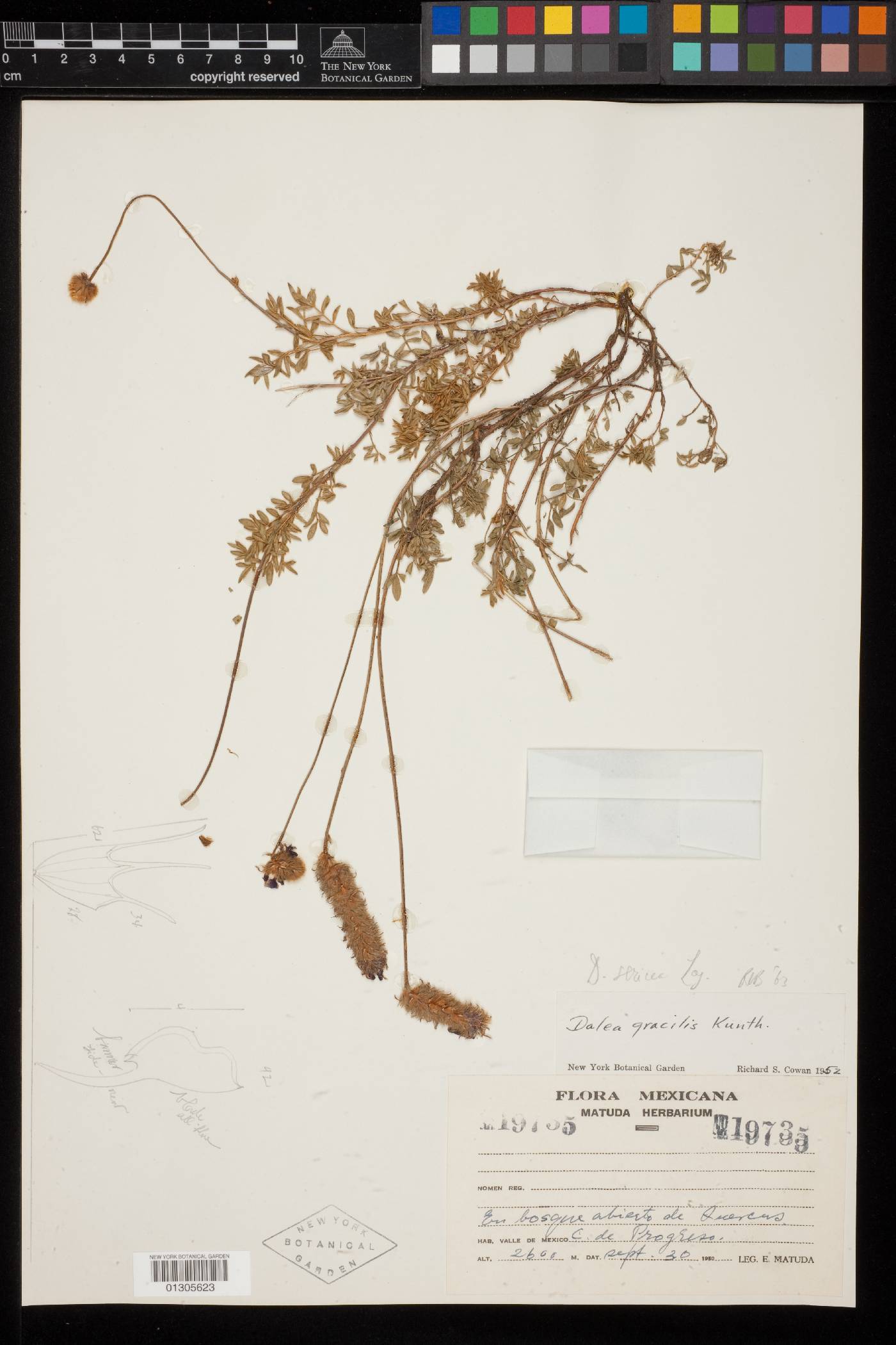 Dalea sericea image