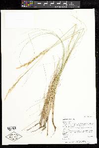 Festuca arizonica image