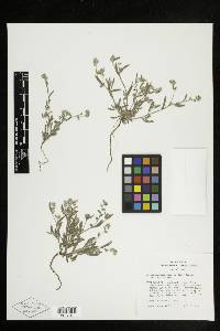 Cryptantha torreyana image