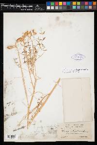 Astragalus praelongus var. lonchopus image