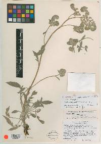 Phacelia oreopola image