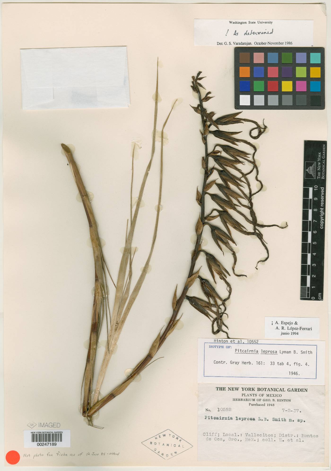 Pitcairnia leprosa image