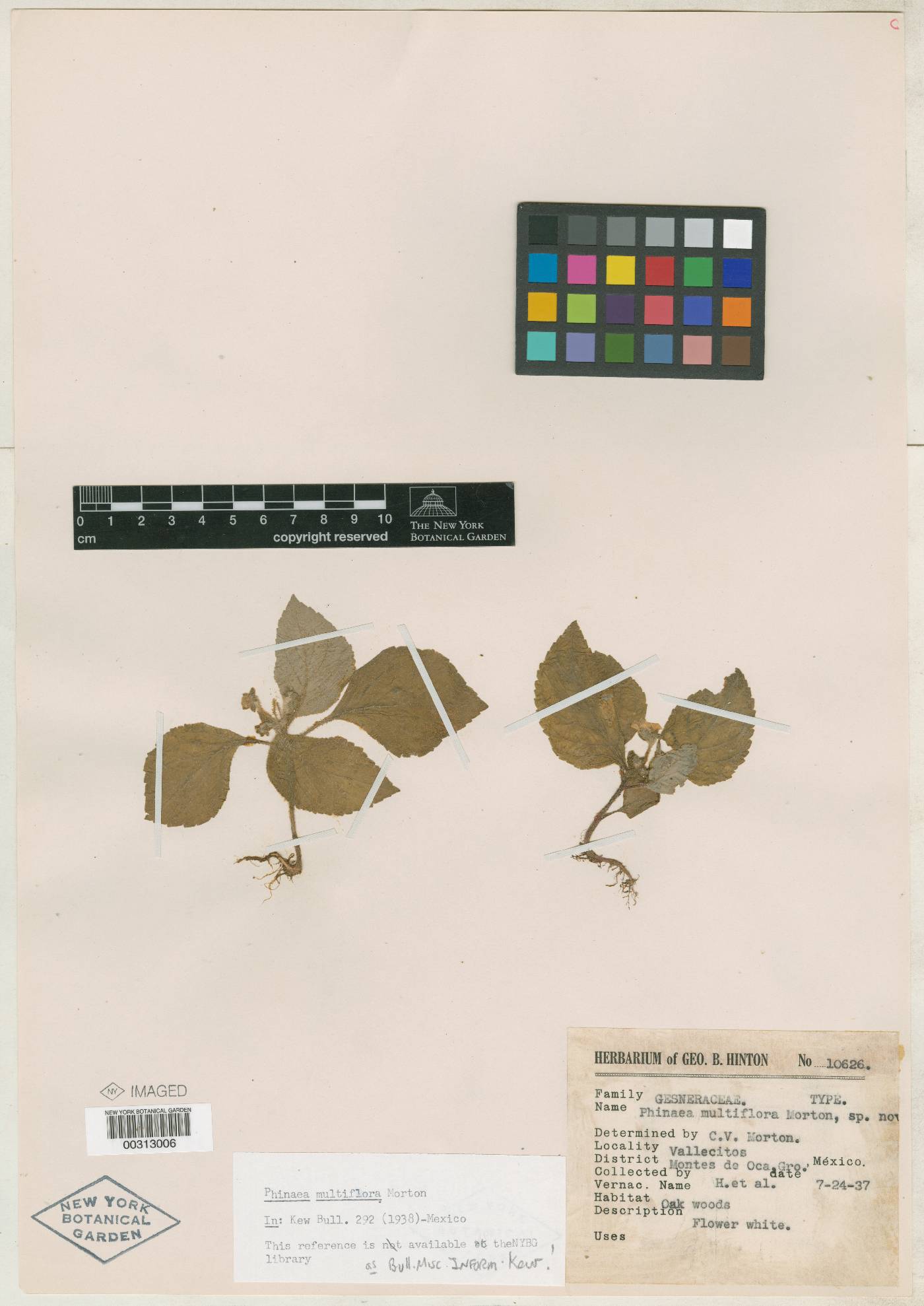 Phinaea multiflora image