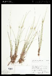 Juncus parryi image