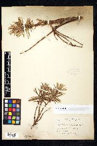 Cephalotaxus harringtonii image