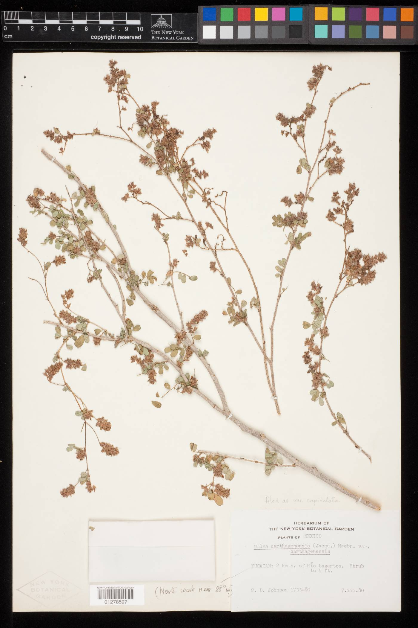 Dalea carthagenensis var. capitulata image