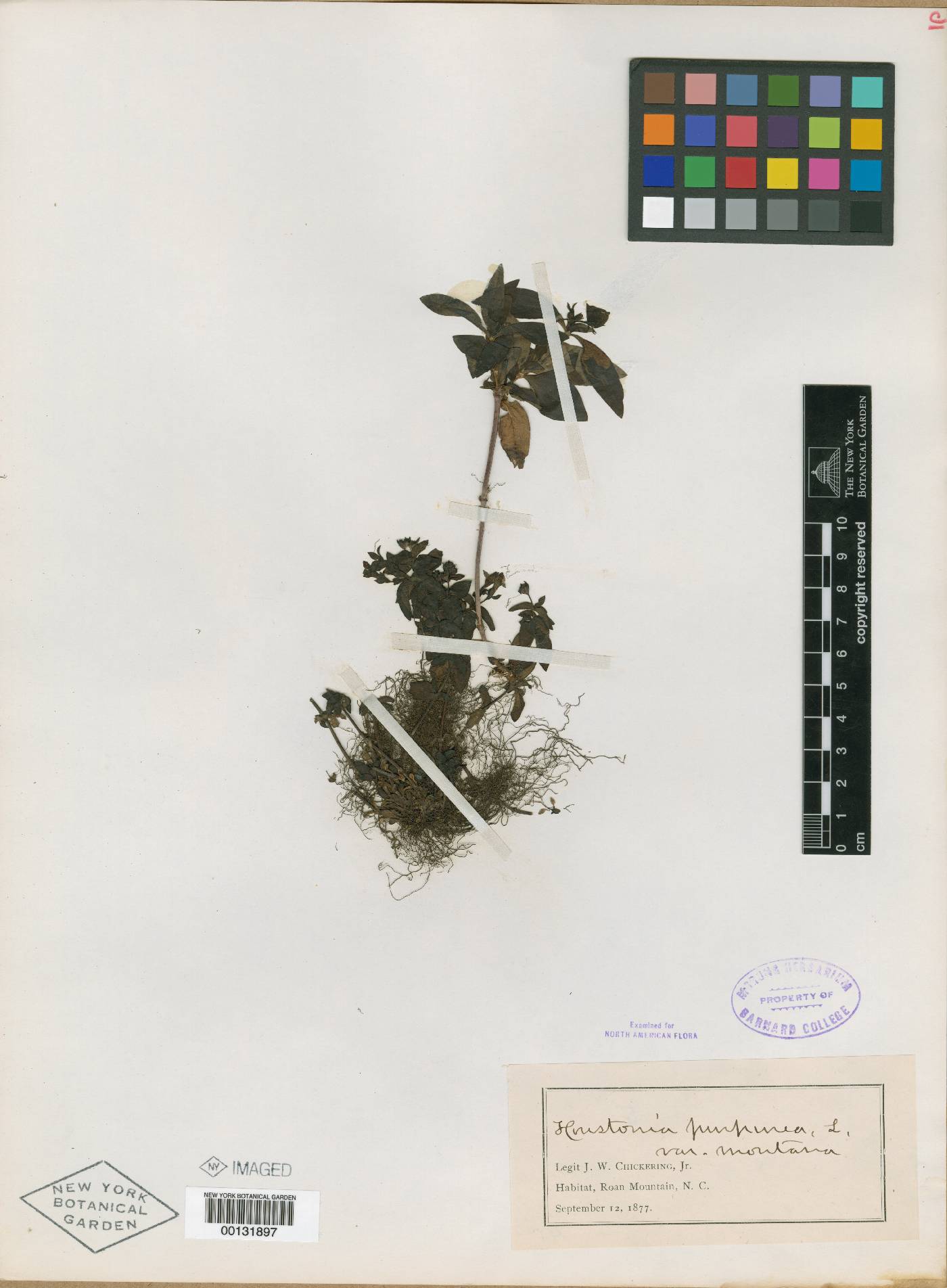 Houstonia purpurea var. montana image