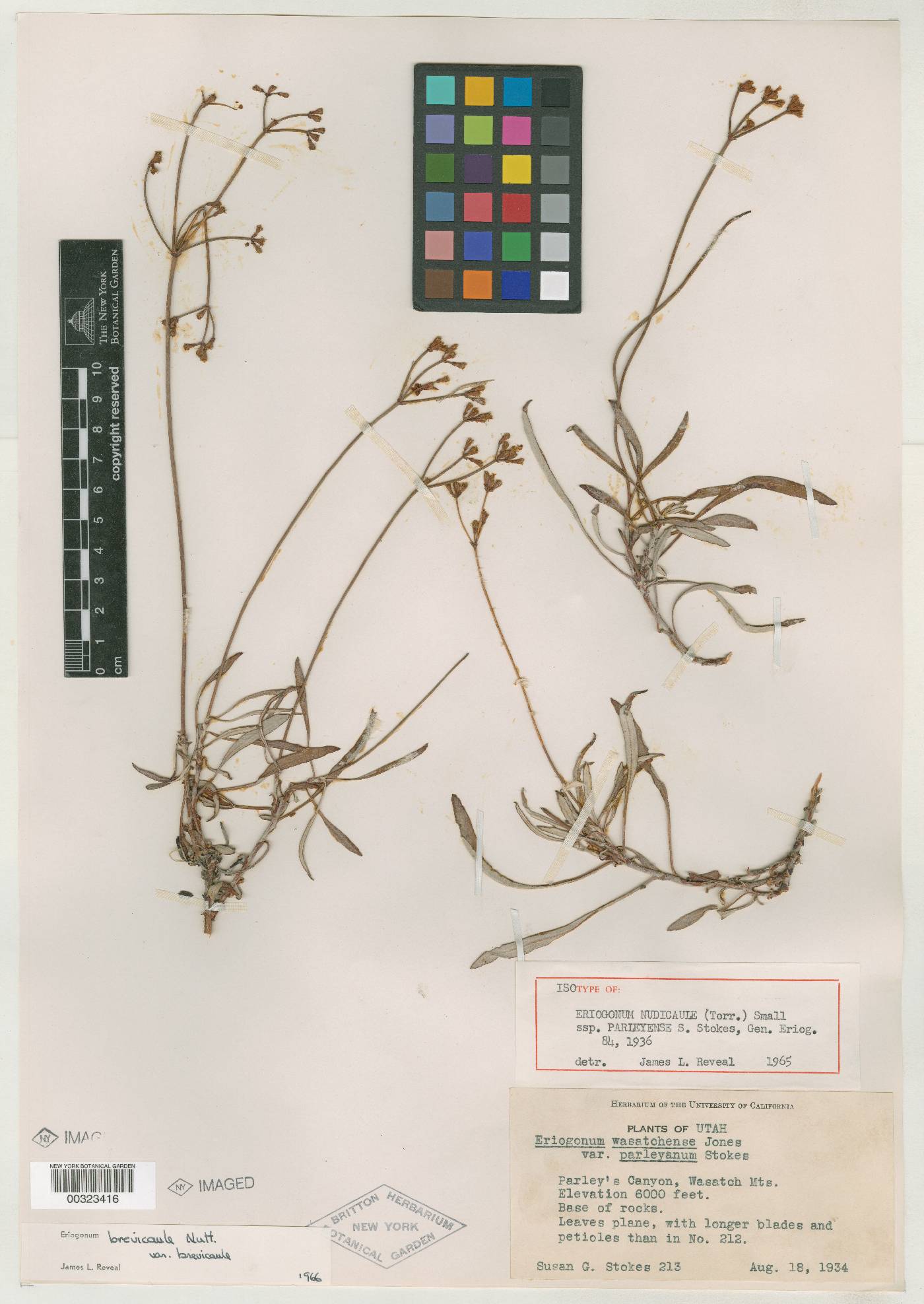Eriogonum nudicaule image