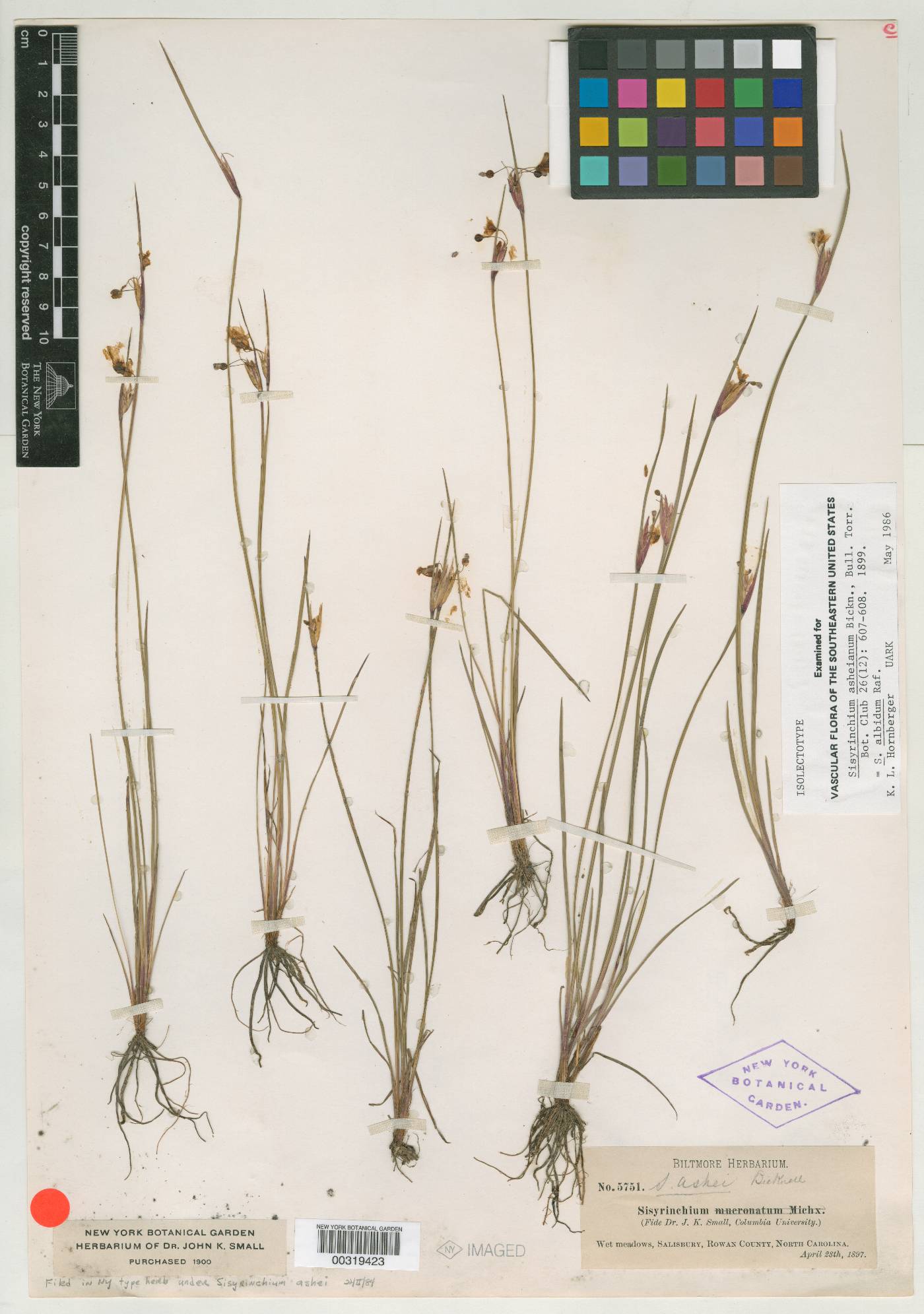 Sisyrinchium asheianum image