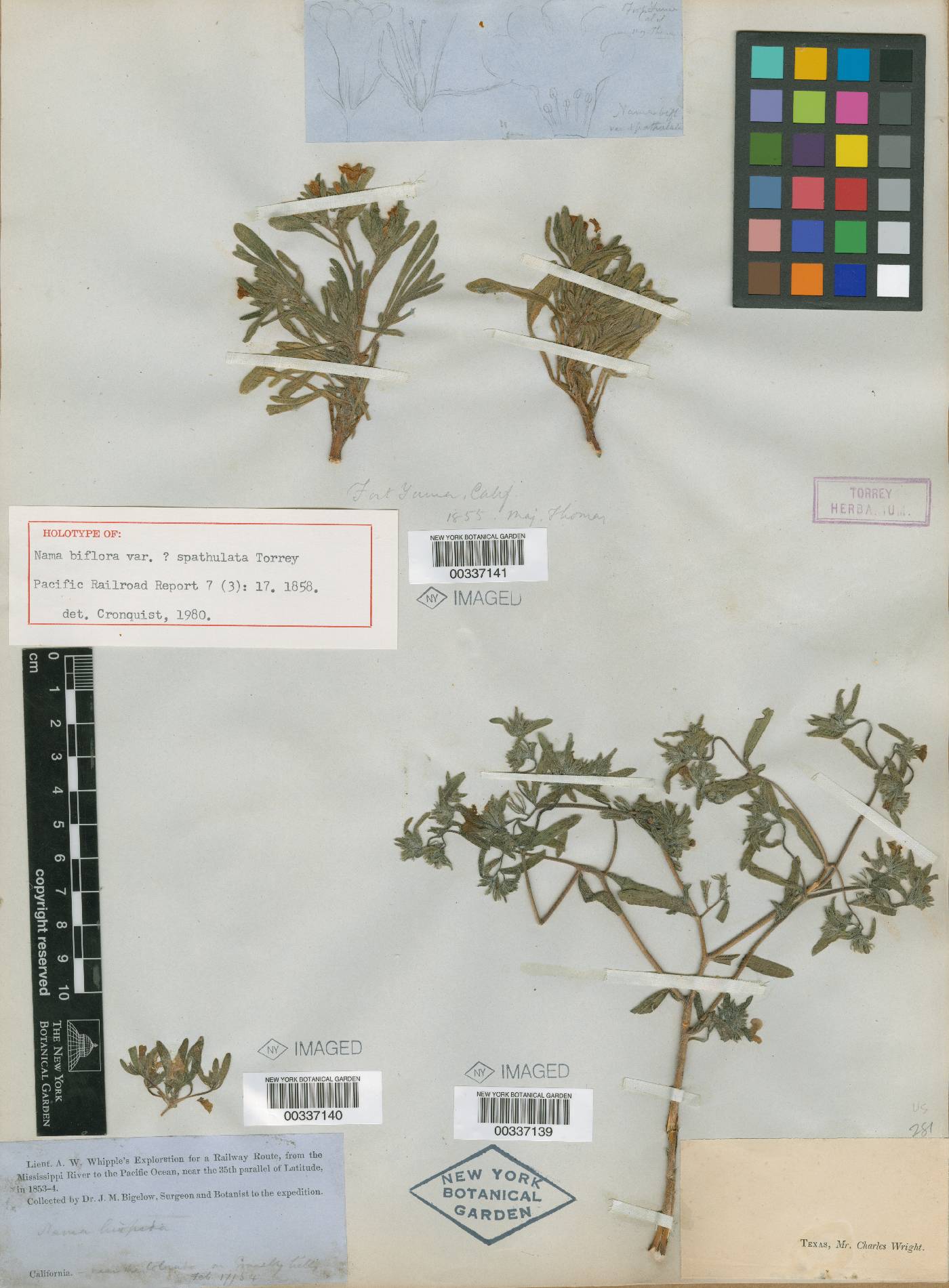 Nama biflora var. spathulata image