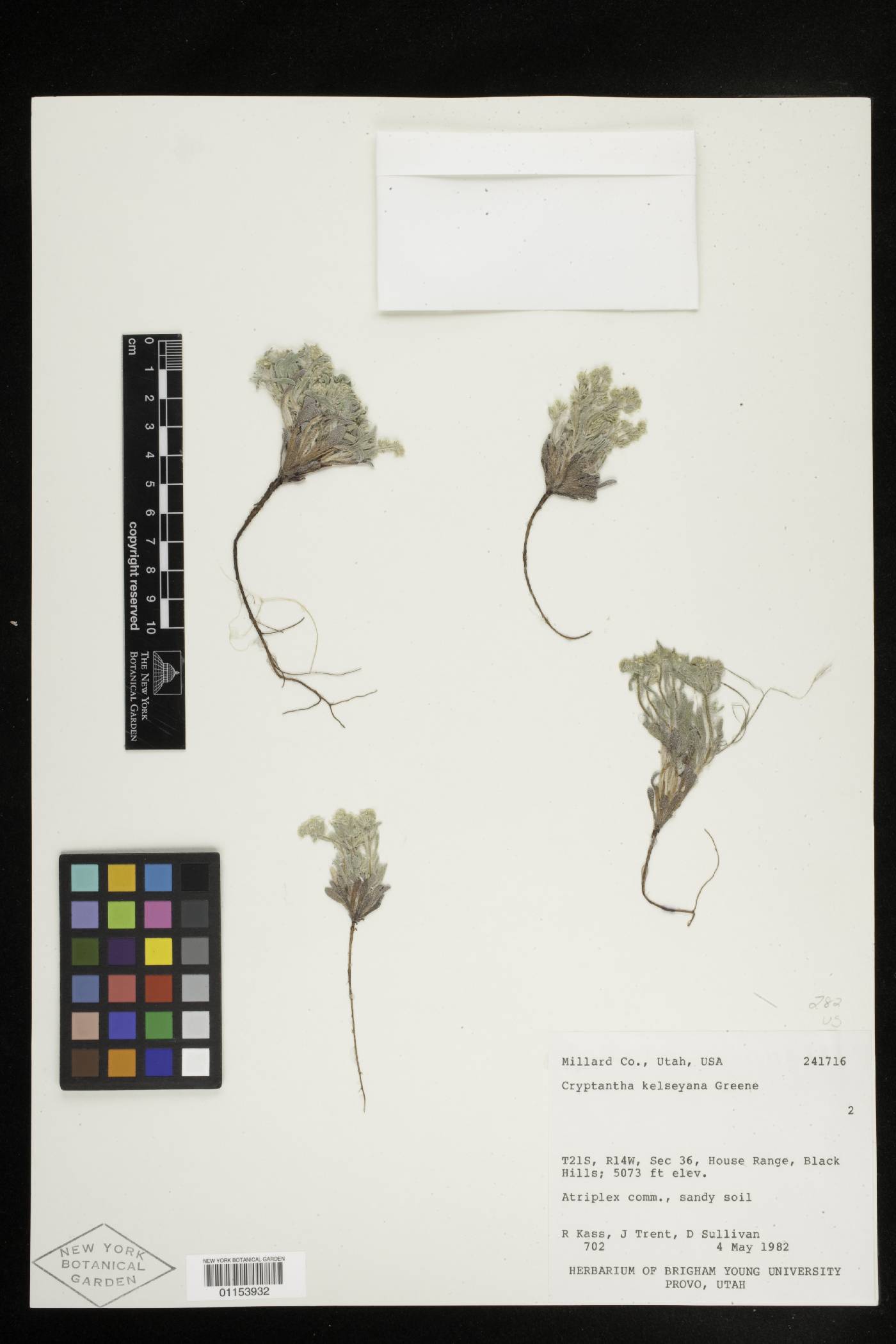 Cryptantha kelseyana image