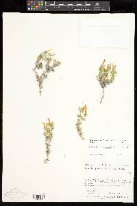 Linanthus watsonii image