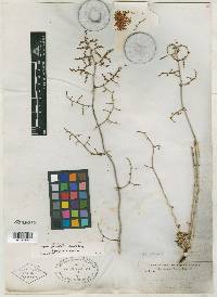 Eriogonum palmeri image