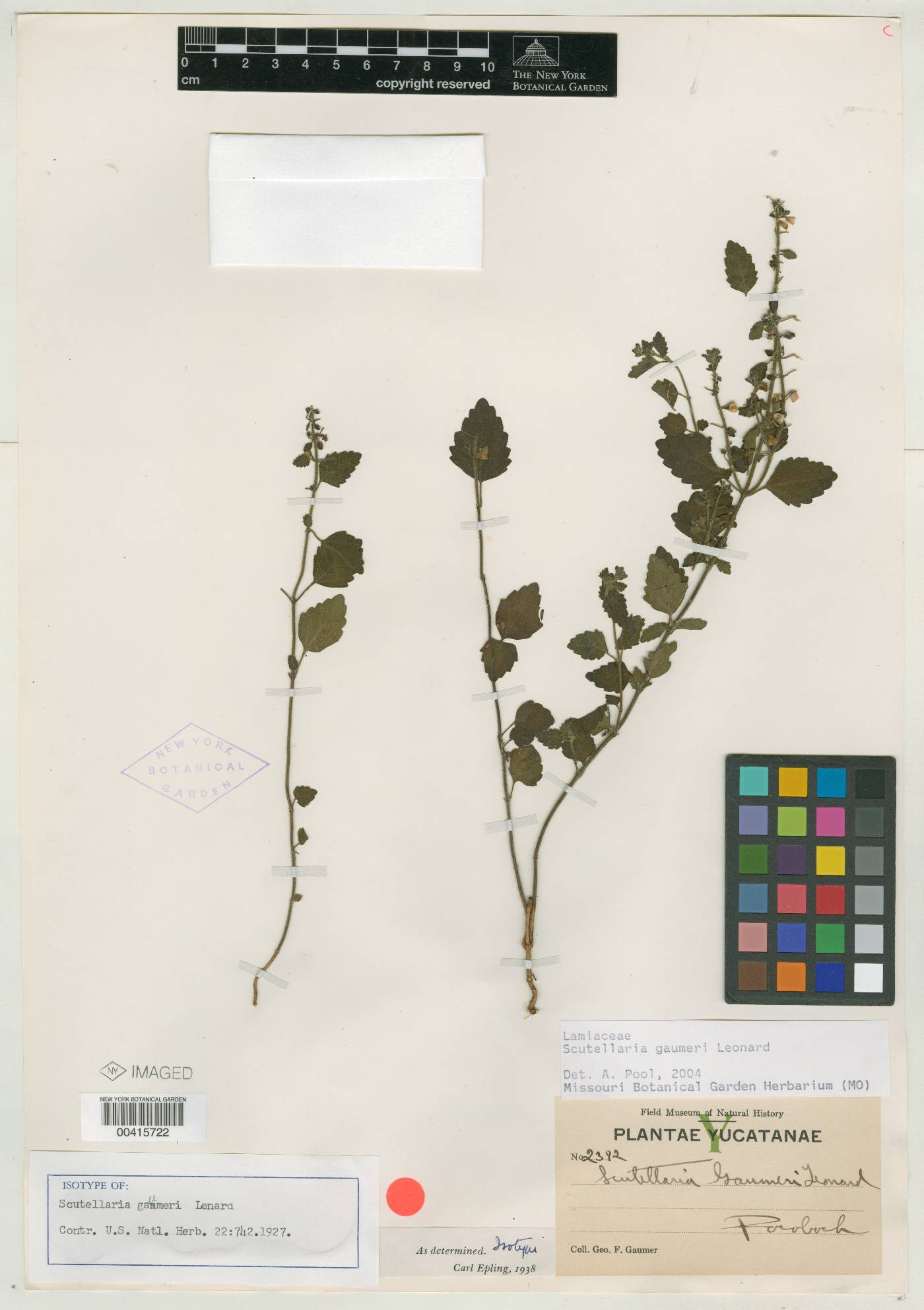 Scutellaria gaumeri image