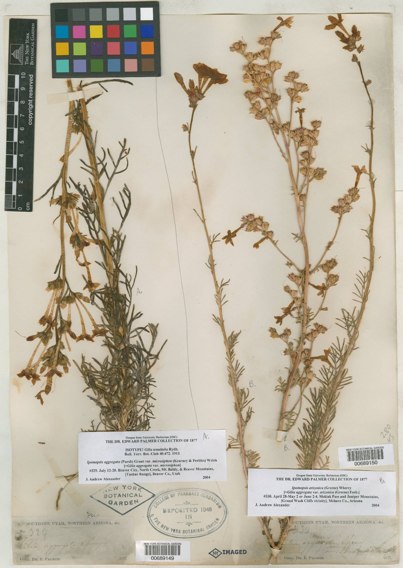 Gilia tenuituba image