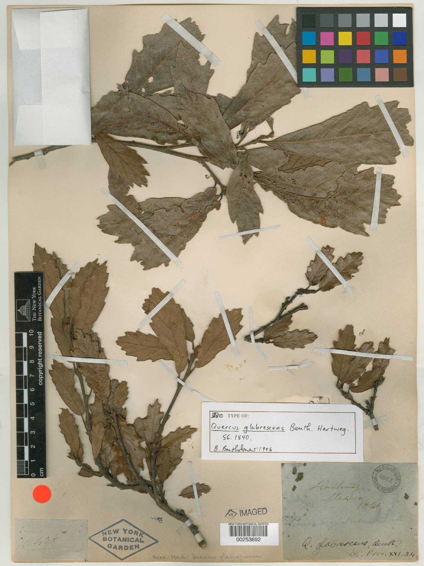 Quercus glabrescens image