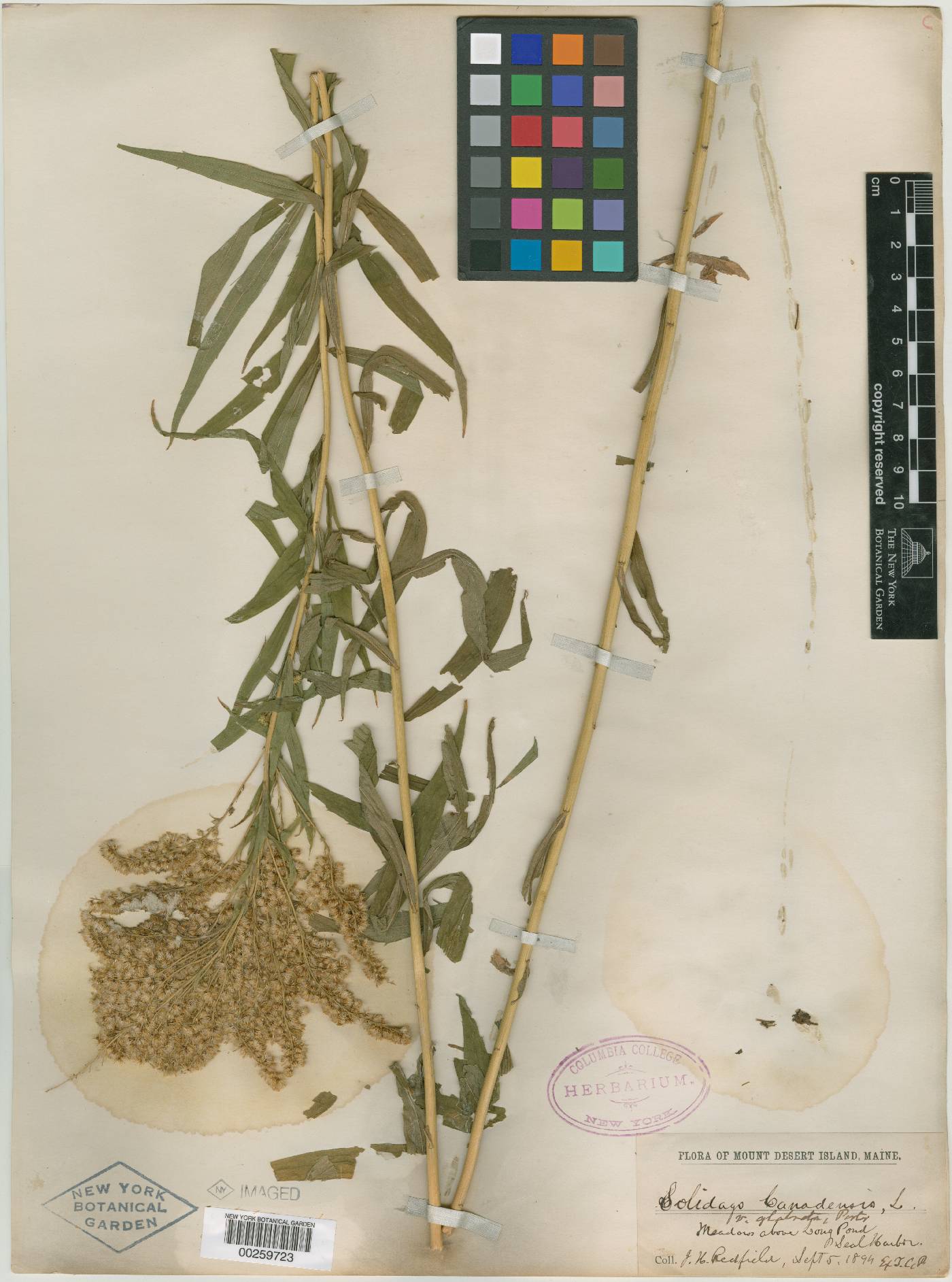 Solidago canadensis var. glabrata image