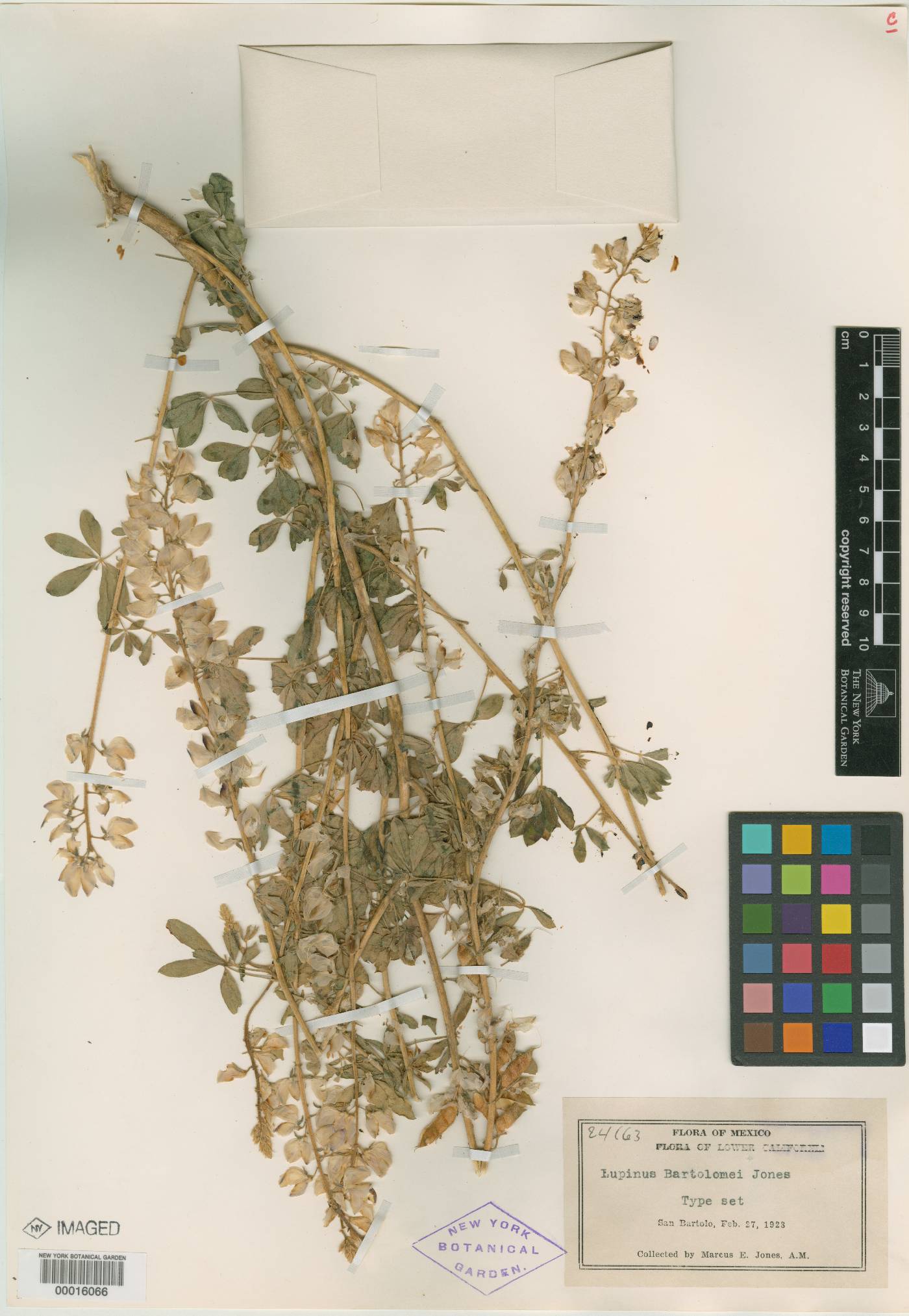 Lupinus bartolomei image
