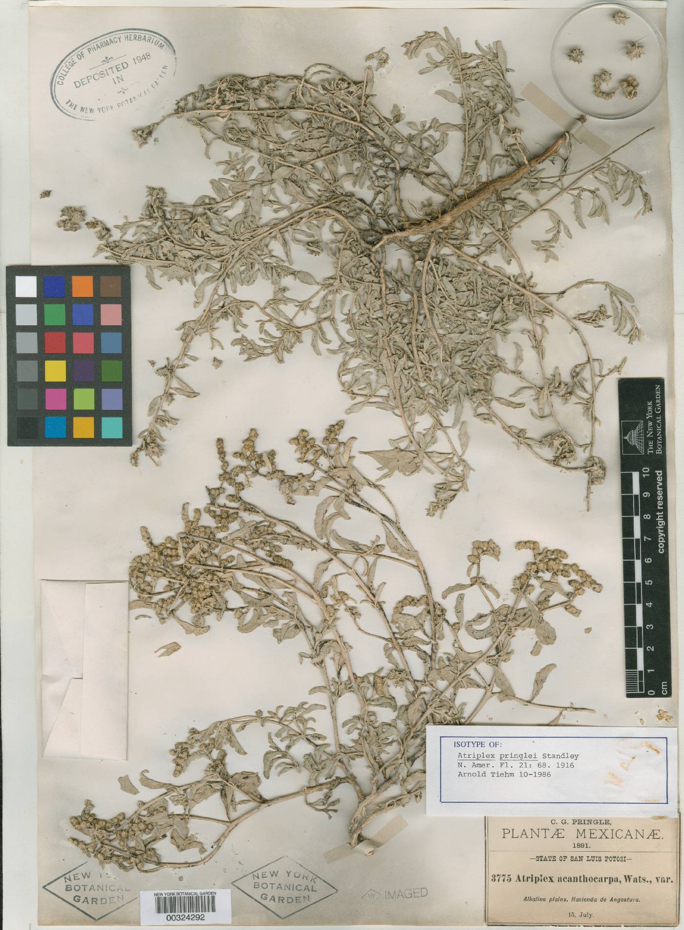 Atriplex acanthocarpa subsp. pringlei image