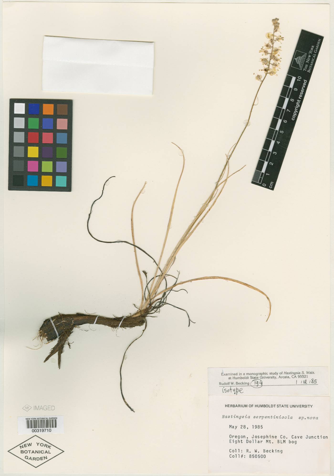 Hastingsia serpentinicola image