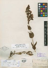 Penstemon cyananthus subsp. longiflorus image