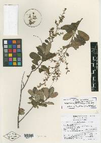 Cotinus carranzae image