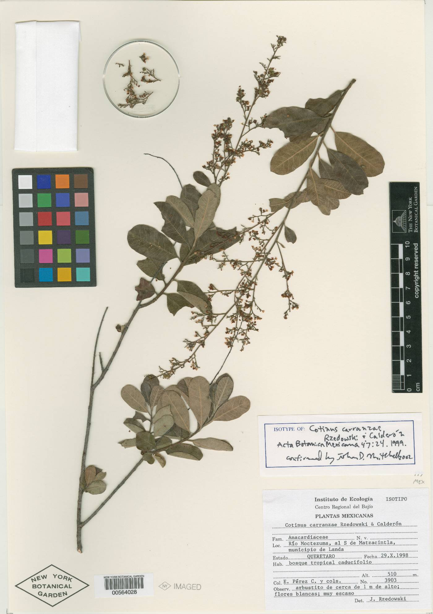 Cotinus carranzae image