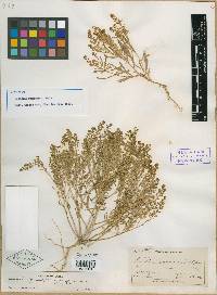 Lepidium densiflorum image