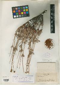 Eriogonum umbellatum subsp. serratum image