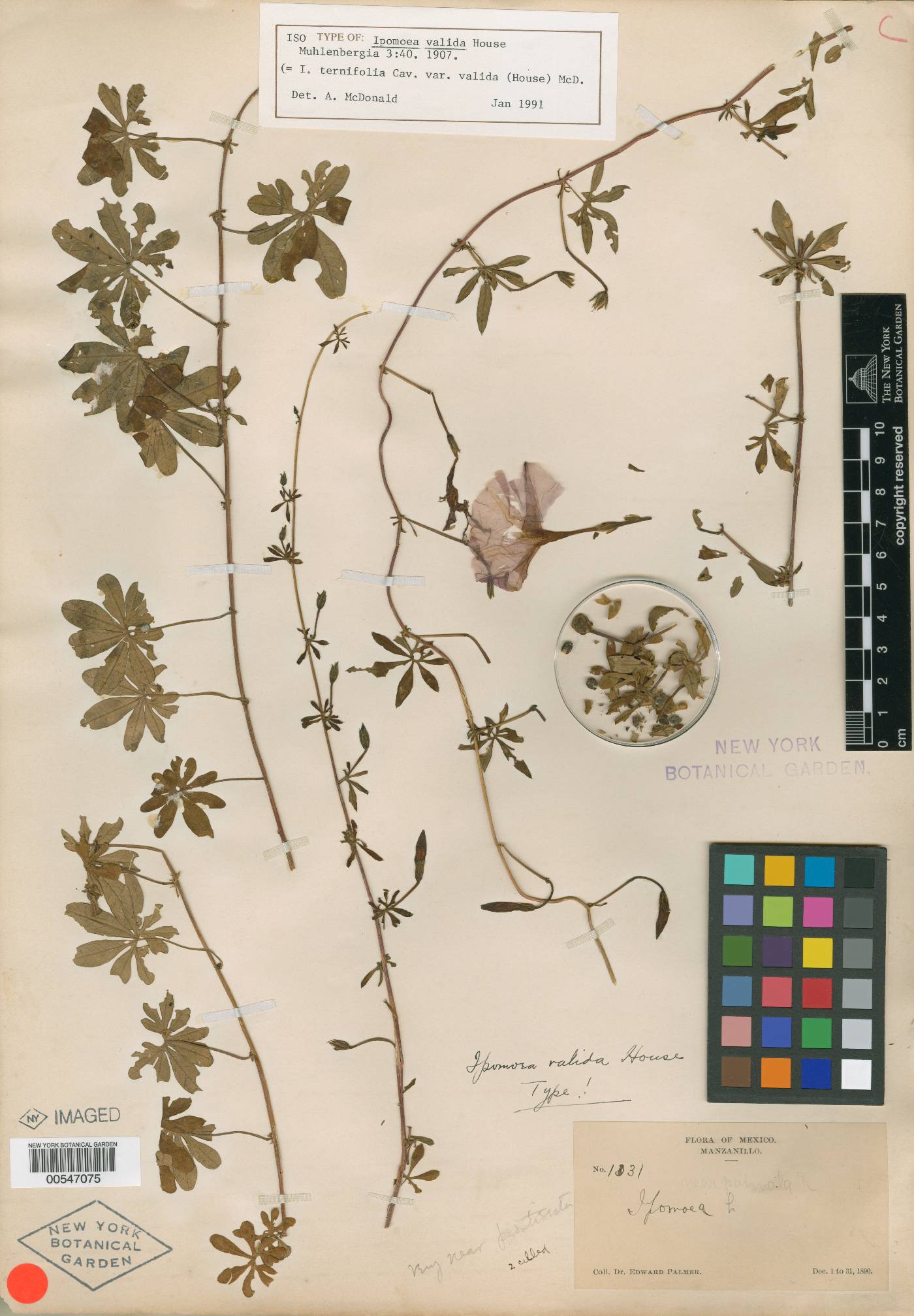 Ipomoea ternifolia var. valida image