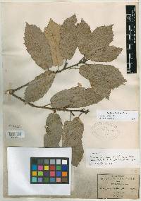 Quercus candicans image