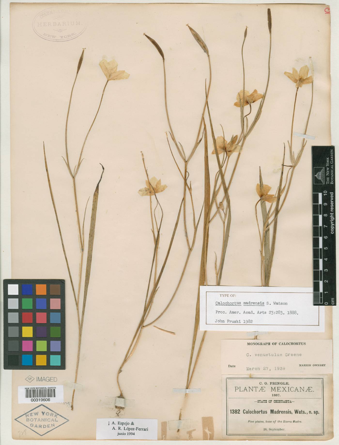 Calochortus venustulus var. venustulus image