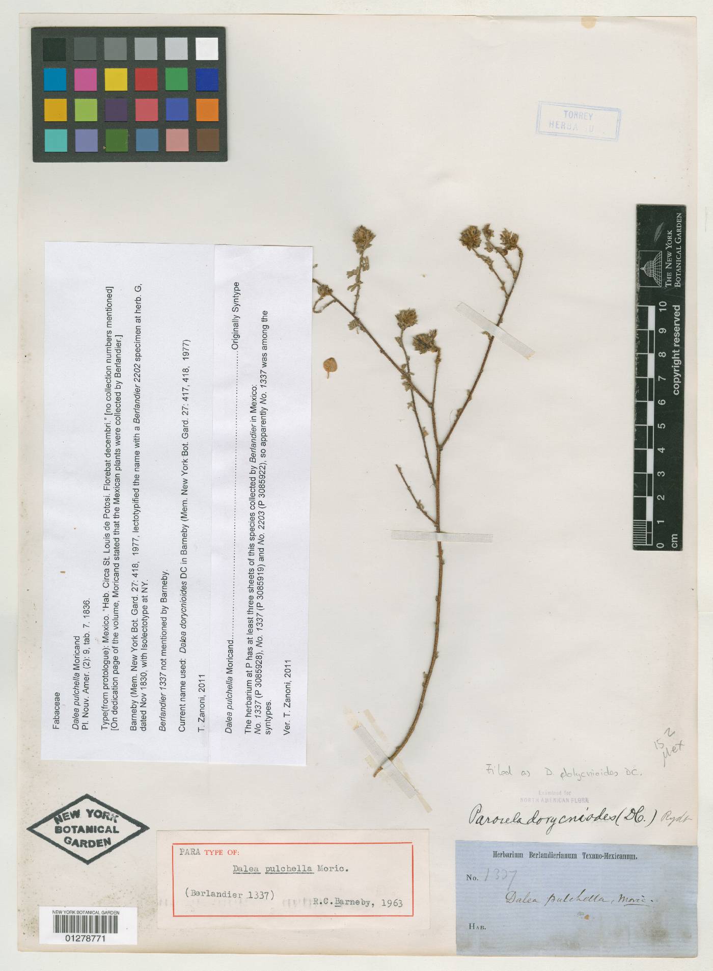 Dalea pulchella image