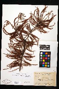 Taxodium distichum var. imbricarium image