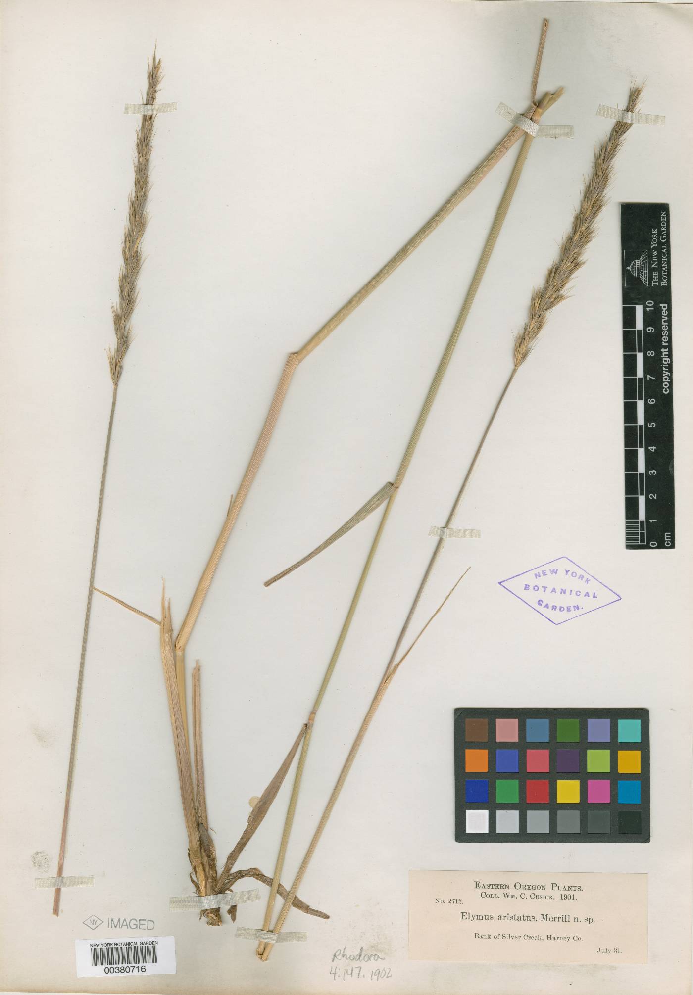 Elymus aristatus image