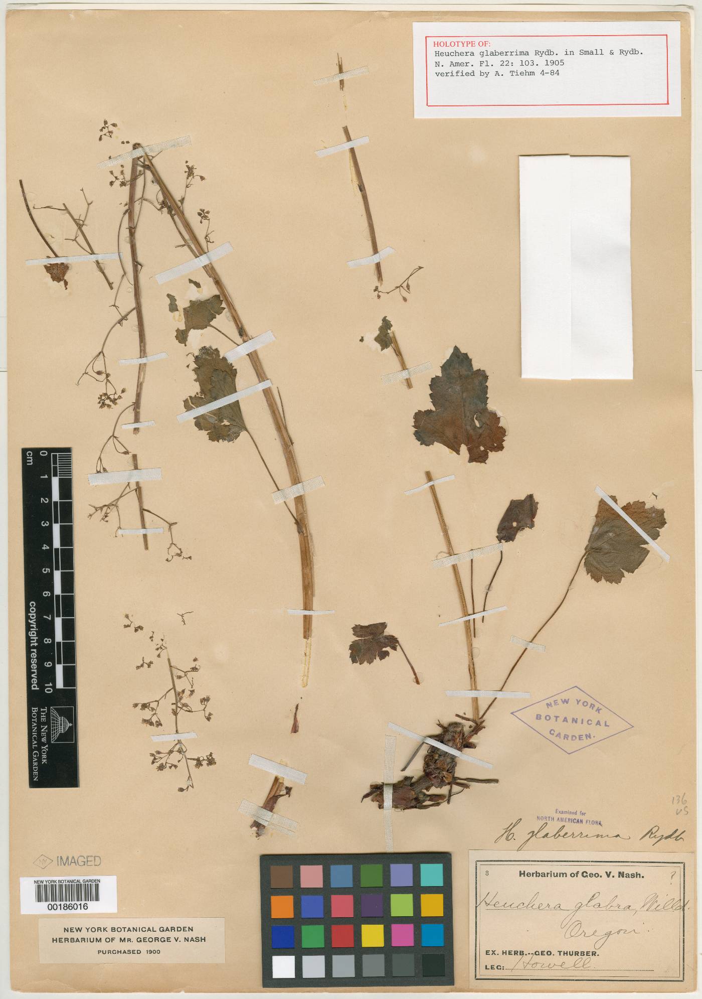 Heuchera micrantha var. glaberrima image