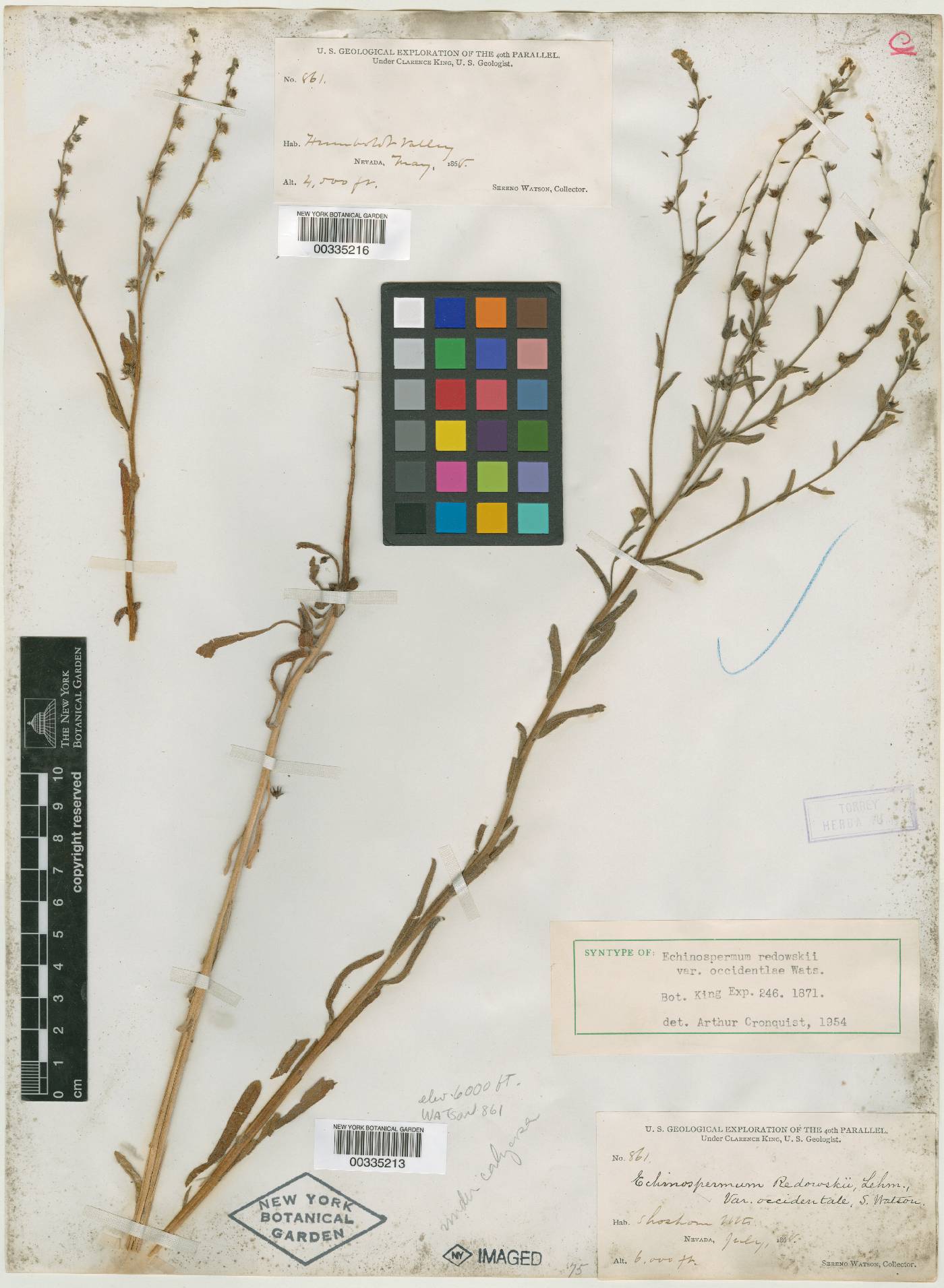 Echinospermum redowskii var. occidentale image